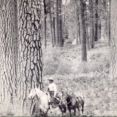 Man riding a horse through an open forest