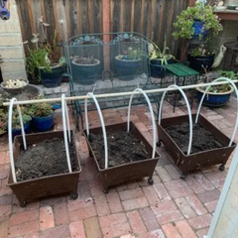 How to use PVC pipe to create a habitat for your vegetables. photos by Sheila Clyatt