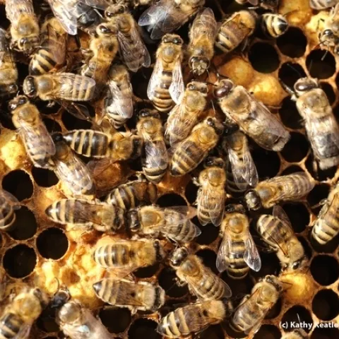 An inside look at a honey bee colony. (Photo by Kathy Keatley Garvey)