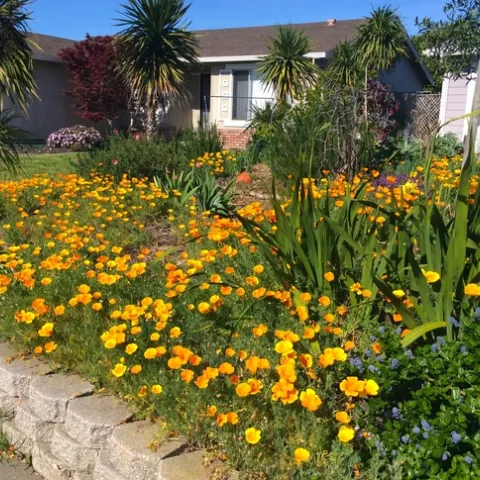 A drought-tolerant garden bed of California poppies, Ceanothus, and Watsonia. Photo by Tina Saravia, UC ANR.