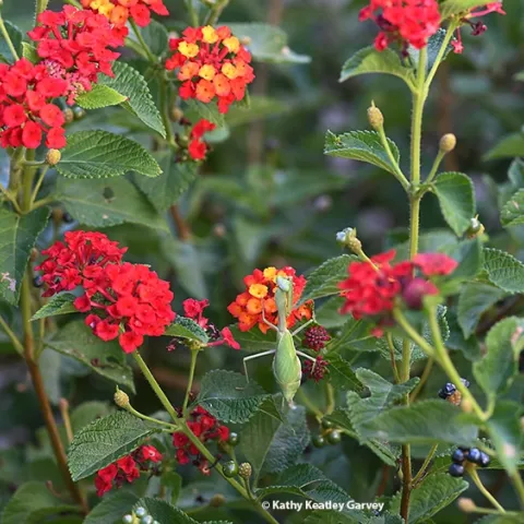 A beautiful gravid praying mantis, Stagmomantis limbata, is right at home in the lantana. (Photo by Kathy Keatley Garvey)