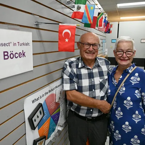 At the Bohart Museum of Entomology, Dr. Ismail Seker and his wife, Esin, stand in front of the Turkish flag and a card indicating how to say "insect" in the Turkish language. The Bohart Museum spotlights a global collection of flags, as well as how to say "insect" in many languages. (Photo by Kathy Keatley Garvey)