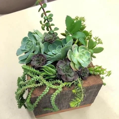 Wooden box with colorful succulents that are tall, medium, and others that drape out the front. Anne Schellman