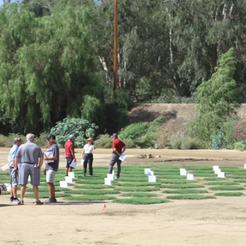 People, many wearing shorts, look at squares of grass growing outdoors.