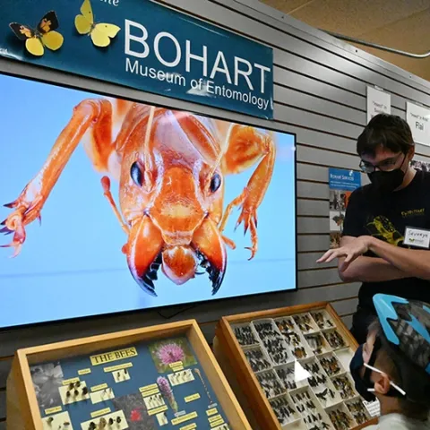 Postdoctoral researcher Severyn Korneyev, a Ukrainian entomologist who studies flies, discusses insects with guests. On the screen is a Jerusalem cricket, also known as a potato bug. (Photo by Kathy Keatley Garvey)