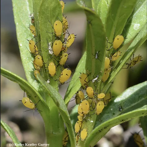Photo by Kathy Keatley Garvey. https://ucanr.edu/blogs/bugsqu ad/blogfiles/35382.jpg