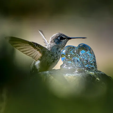hummingbird at garden