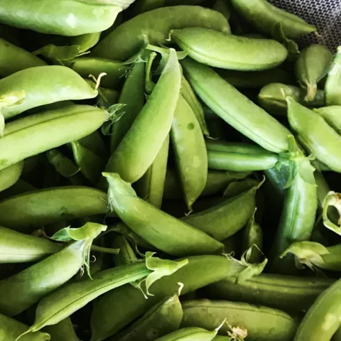 Sugar snap peas are not only delicious cool season crops, but they also fix nitrogen in the soil. Marty Nelson
