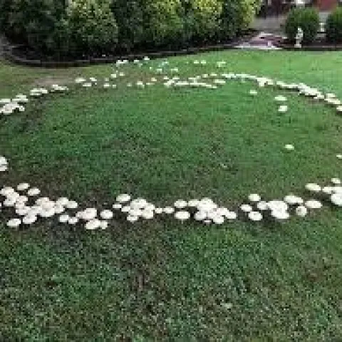 2022Q4 Feat3 mushrooms01