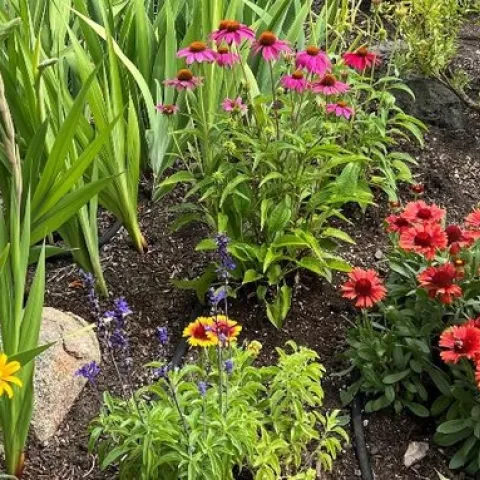 2022Q4 Feat2 perennials01