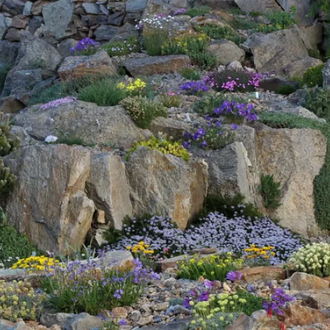 Hana Zíková’s crevice garden in the Czech Republic. Paul Spriggs, New York Times, 8/3/22