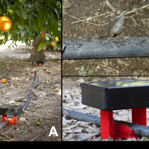 infra-red sensonr for ants