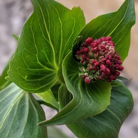 Red Valerian (Jupiters Beard) (ourlittlefoxfarm.net)