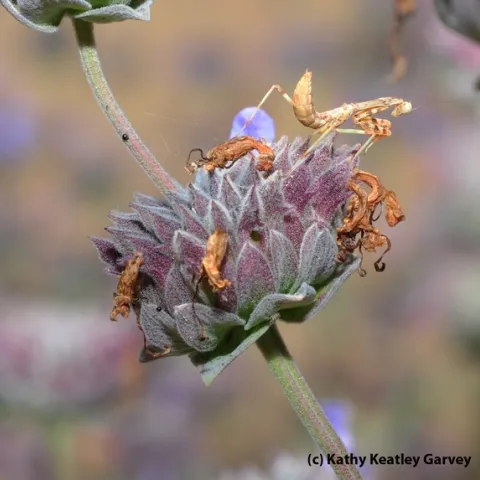 A praying mantis hanging out on a cleveland sage, Salvia clevelandii, at the UC Davis Bee Haven. (Photo by Kathy Keatley Garvey)