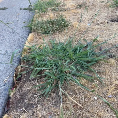 Mature dallisgrass plant, Paspalum dilatatum. [Credit: K Windbiel-Rojas]