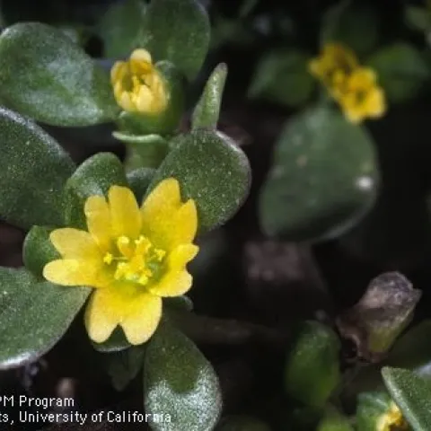 Common purslane, Portulaca oleracea.
Photo by Jack Kelly Clark
