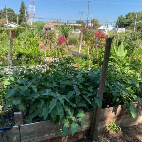 Oak Way Garden, G. Mahannah