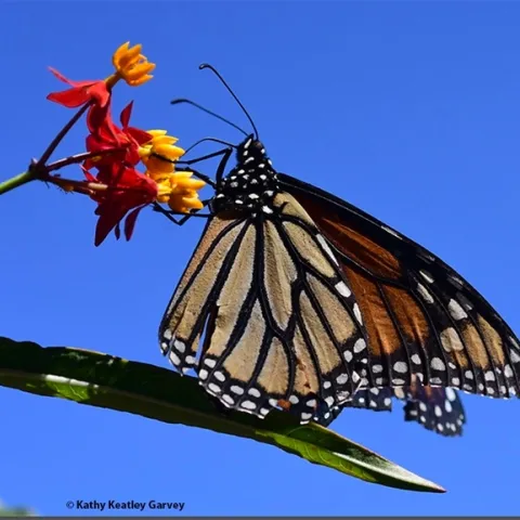 A monarch nectaring on tropical milkweed, Asclepias curassavica.(Photo by Kathy Keatley Garvey)