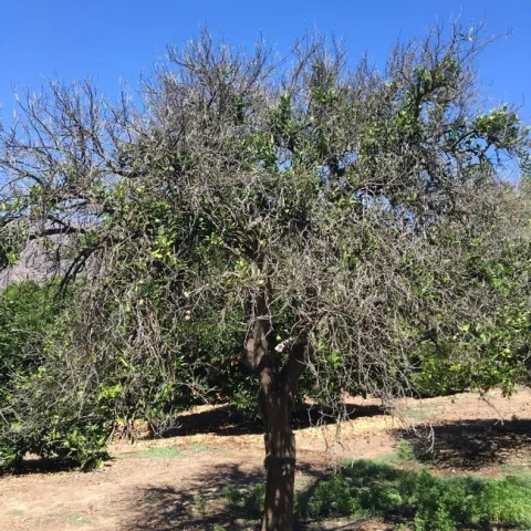 citrus root rot