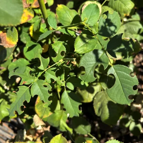 Lacy leaves made by leafcutters. Melinda Nestlerode