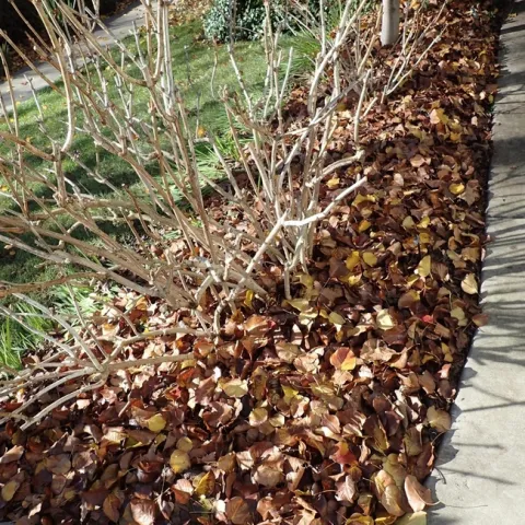 Fallen leaves make a handsome mulch. photos by Patricia Matteson