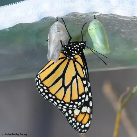 Bright orange and black monarch butterfly hatched out of its clear chrysalis, next to an jewel toned green and gold chrysalis that has not hatched.