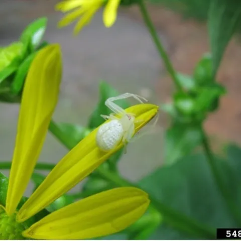 Crab spider on a flower. Photo by Leslie J. Mehrhoff, Bugwood.