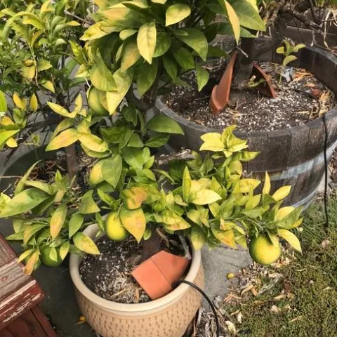 Sun damged leaves on blood orange. photos by Karen Metz