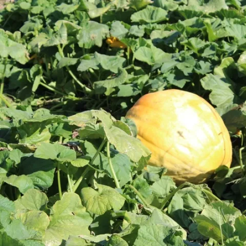 pumpkin harvest10922