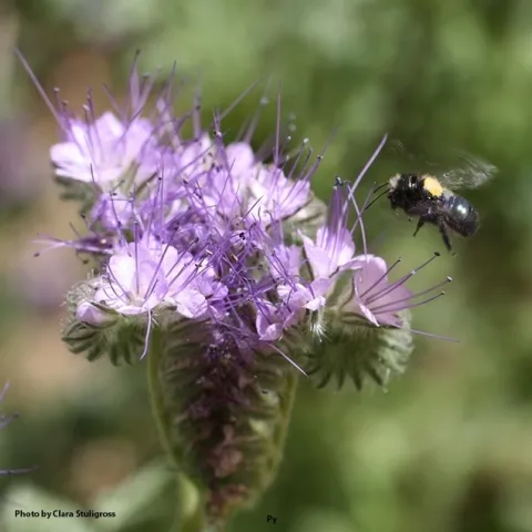 A blue orchard bee, Osmia lignaria, heads toward Phalacia. (Photo by Clara Stuligross)