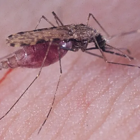 The malaria mosquito, Anopheles gambiae. (Photo by Anthony Cornel, UC Davis Department of Entomology and Nematology)