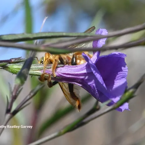 A male Valley carpenter bee, Xylocopa sonorina, engages in nectar robbing by drilling a hole in the corolla of the Mexican petunia to steal the nectar. (Photo by Kathy Keatley Garvey)