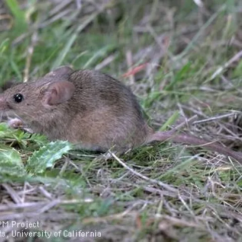 Adult house mouse. Photo by Jack Kelly Clark.