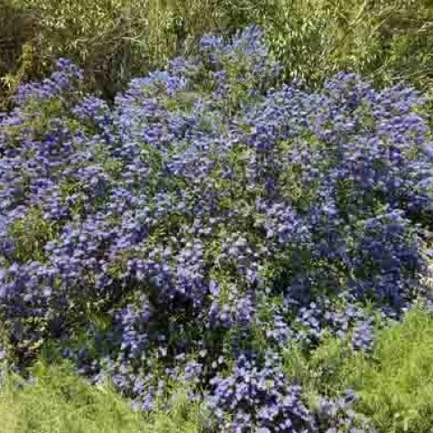 Ceanothus 'Concha', Jeanette Alosi