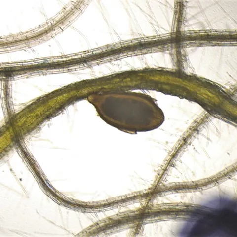 A cyst nematode infection of Arabidopsis roots. Arabidopsis, a member of the mustard family, Brassicaceae, is a flowering plant widely used as a model organism in plant biology. (Photo by Shahid Siddique)