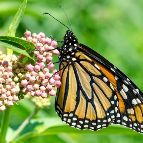 monarch butterfly on milkweed (pics4learning.com)