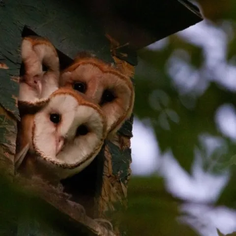 Las lechuzas comunes ofrecen beneficios ecológicos y para el control de plagas. Las cajas de nidos ayudan a atraerlas y apoyarlas. Fotografía por Ryan Bourbour, UC Davis. Tres lechuzas comunes se asoman desde una caja de nido en Davis. Un estudio de UC Davis reveló que el mejor momento para limpiar las cajas de nidos es en el otoño, antes la temporada de reproducción invernal de las lechuzas. Fotografía por Ryan Bourbour, UC Davis.