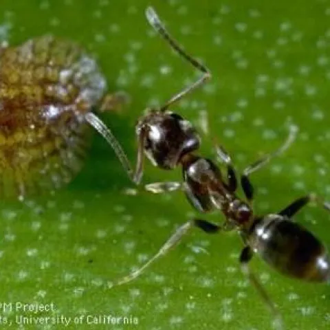 argentine ant and scale