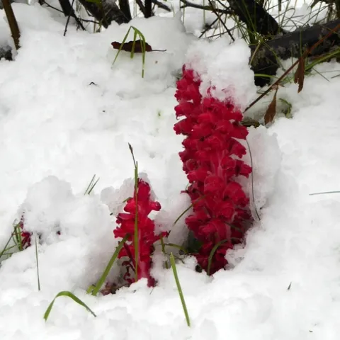 Snow plant pushing up through layer of white snow.