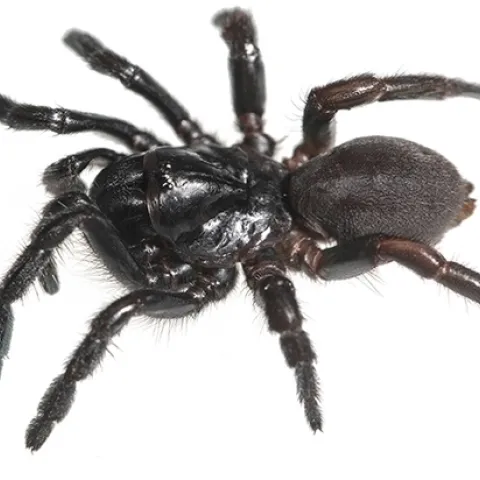Female Cryptocteniza kawtak discovered by UC Davis professor Jason Bond on a sandy beach at Moss Landing State Park, Monterey County. This is a new genus of trapdoor spider. (Photo by Jason Bond)