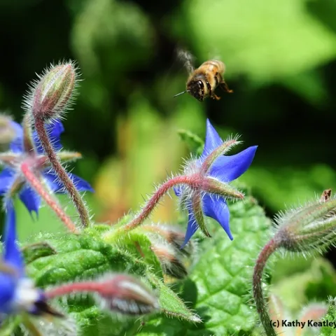 Borage by Kathy Keatley Garvey, UCANR