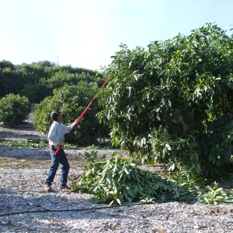 pruning avocado