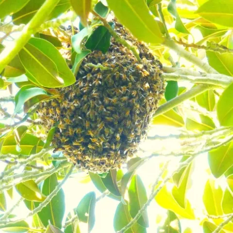 bee swarm