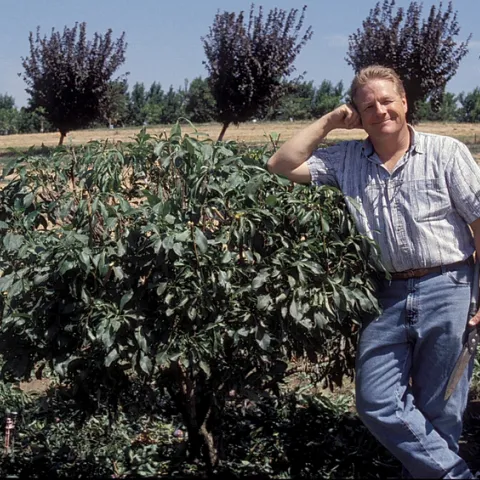Man standing with a fruit tree with his arm resting on the top, showing how short the tree is.