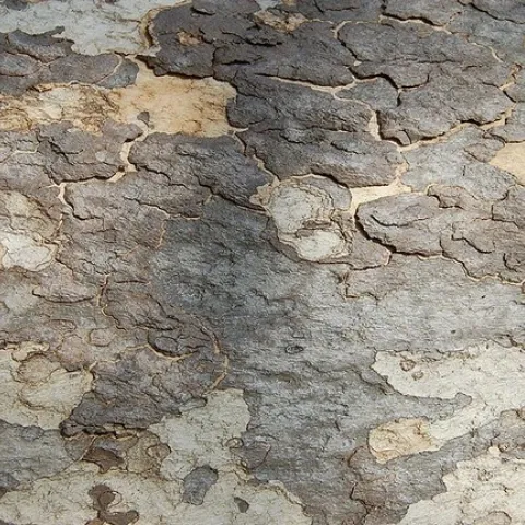 Western Sycamore bark, Eugene Zelenko, California Native Plant Society