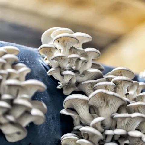 Mycoremediation (naturem-solutions.com)