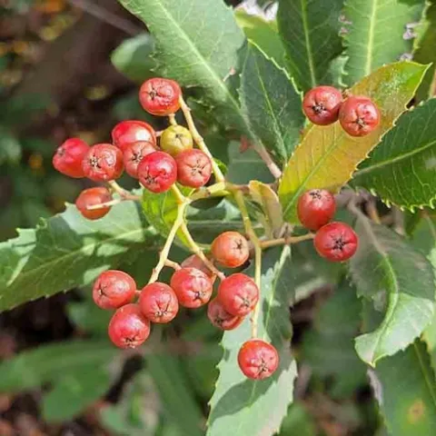 Toyon berries, Jeanette Alosi