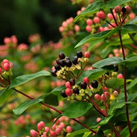 Hypericum, berries by stephen chipp is licensed under CC BY-NC 2.0.