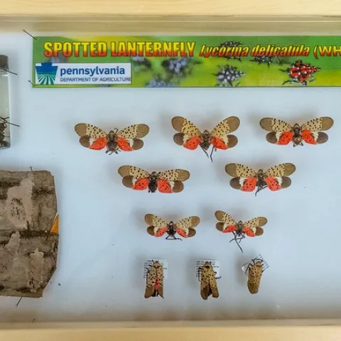 Spotted Lanternfly case with different stages of the pest displayed.