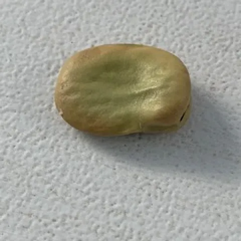 Fava bean seed. photos by Sheila Clyatt